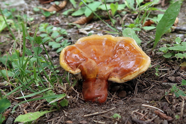 lesklokôrovka obyčajná Ganoderma lucidum (Curtis) P. Karst.