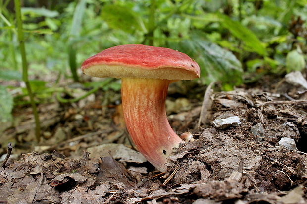 suchohríb karmínový Hortiboletus rubellus (Krombh.) Simonini, Vizzini & Gelardi