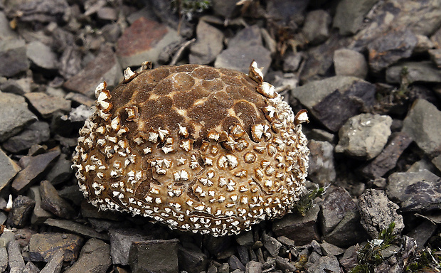 prášnica  Lycoperdon marginatum Vittad.