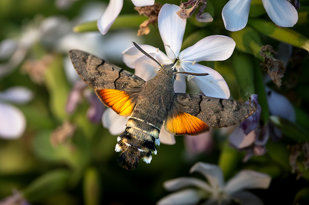 lišaj marinkový Macroglossum stellatarum