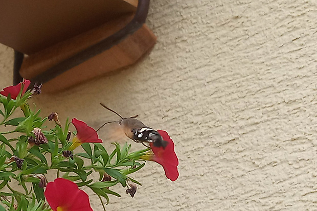 lišaj marinkový  Macroglossum stellatarum