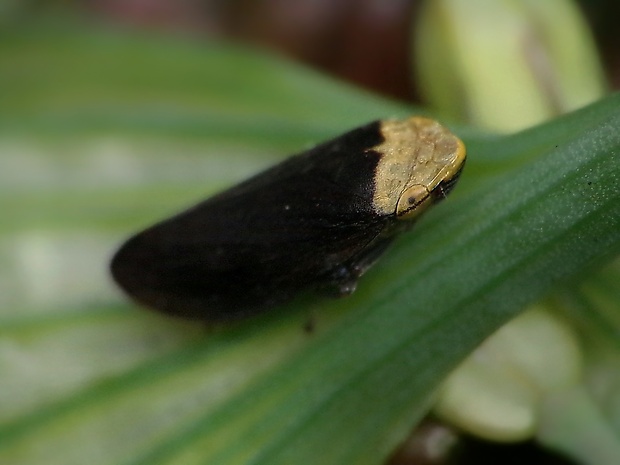 peniarka obyčajná Philaenus spumarius f. leucocephala