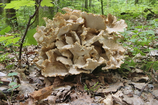 trúdnik klobúčkatý Polyporus umbellatus (Pers.) Fr.