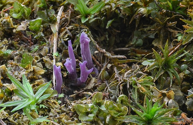 pastrapačka fialová Ramariopsis pulchella (Boud.) Corner