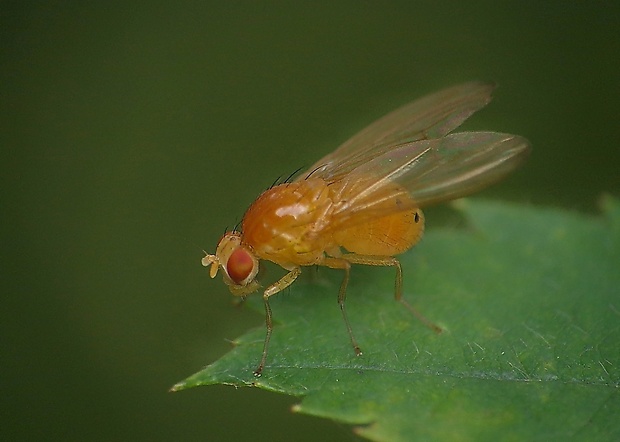 tieňovka Sapromyza sexpunctata