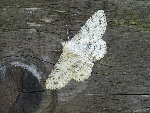 kôrovka palinová Ascotis selenaria