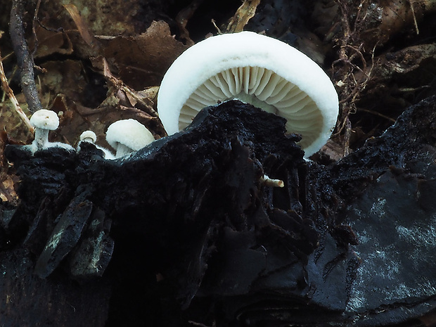 príživnica prášnicovitá Asterophora lycoperdoides (Bull.) Ditmar