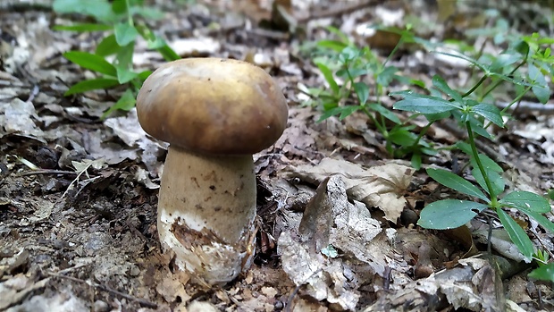 hríb bronzový Boletus aereus Bull. ex Fr.