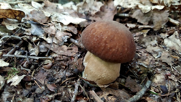 hríb dubový Boletus reticulatus Schaeff.