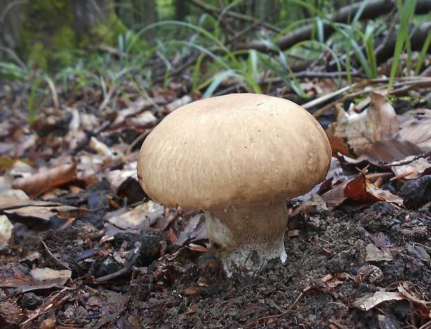 hríb dubový Boletus reticulatus Schaeff.