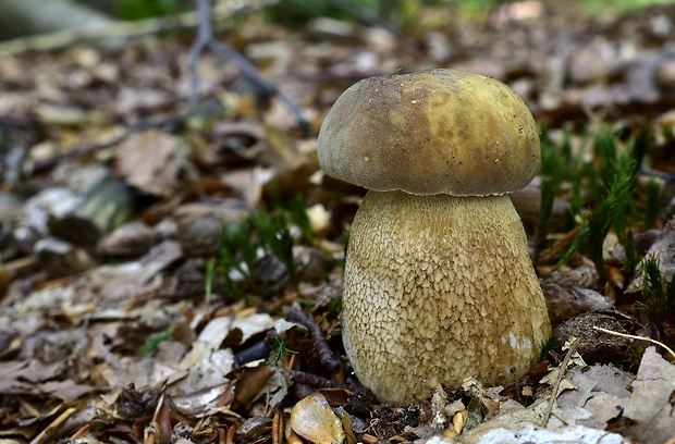 hríb dubový Boletus reticulatus Schaeff.