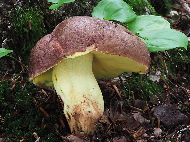 hríb príveskatý Butyriboletus appendiculatus (Schaeff. ex Fr.) Secr.