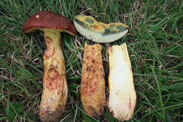 hríb príveskatý Butyriboletus appendiculatus (Schaeff. ex Fr.) Secr.