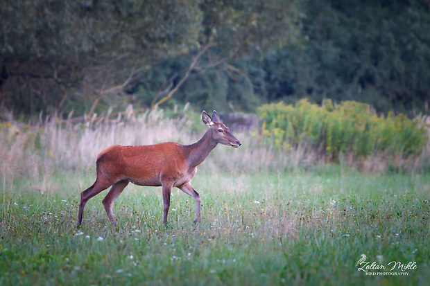 laň lesná CERVUS ELAPHUS