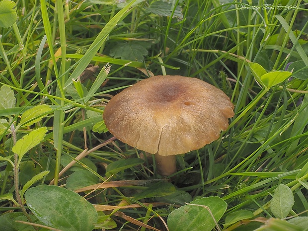 oblúkovka Camarophyllopsis schulzeri (Bres.) Herink