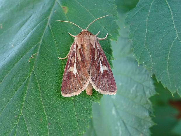 mora lúčna Cerapteryx graminis