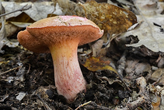 rubínovec obyčajný Chalciporus rubinus (W.G. Sm.) Singer