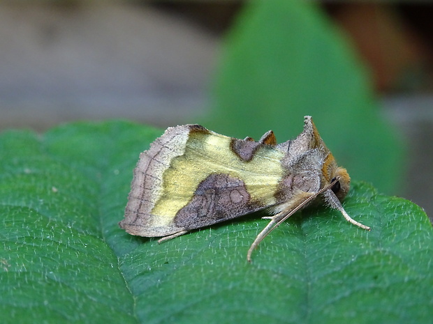 mora Tuttova Diachrysia stenochrysis