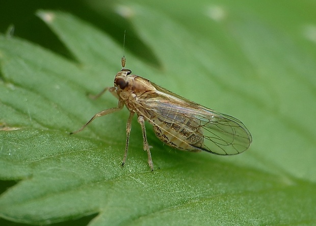 ostrôžka ucholaková Dicranotropis hamata