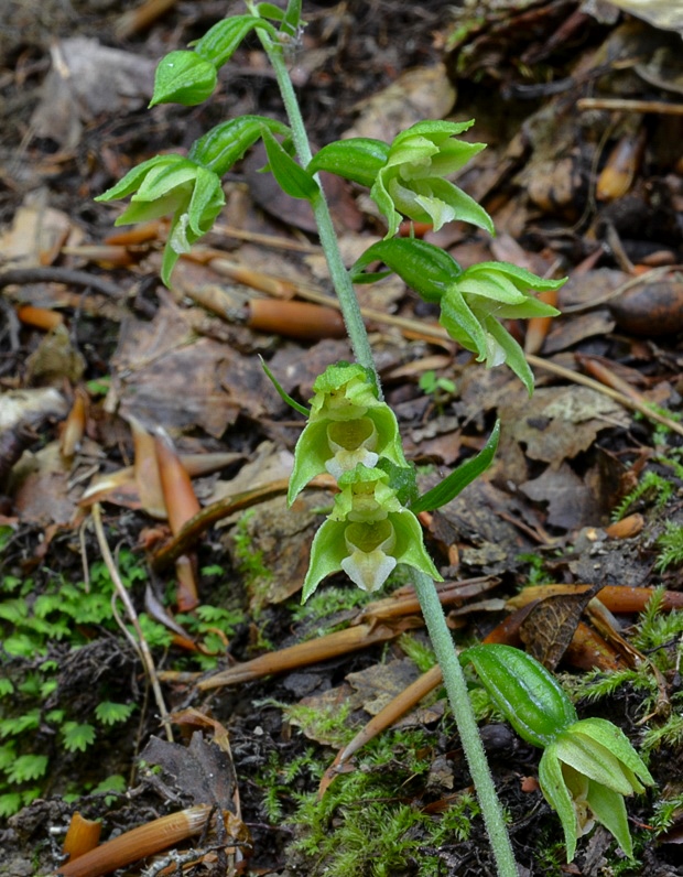 kruštík Epipactis sp.