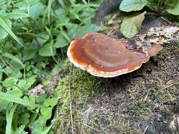 lesklokôrovka obyčajná Ganoderma lucidum (Curtis) P. Karst.