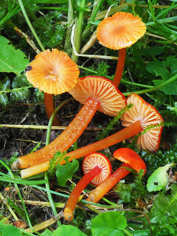 lúčnica hlienistá červená Hygrocybe glutinipes var. rubra R. Kristiansen