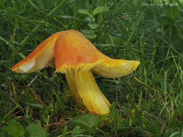 lúčnica ohnivá Hygrocybe intermedia (Pass.) Fayod