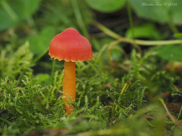 lúčnica krvavá Hygrocybe miniata (Fr.) P. Kumm.