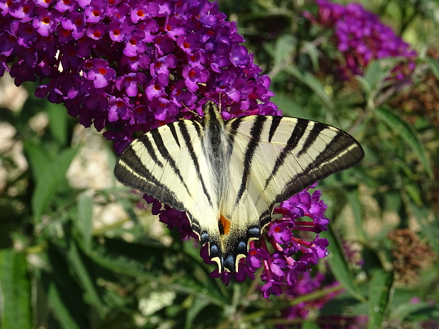 vidlochvost ovocný Iphiclides podalirius