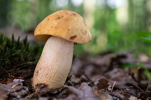 kozák žltopórový Leccinellum crocipodium (Letell.) Della Maggiora & Trassinelli