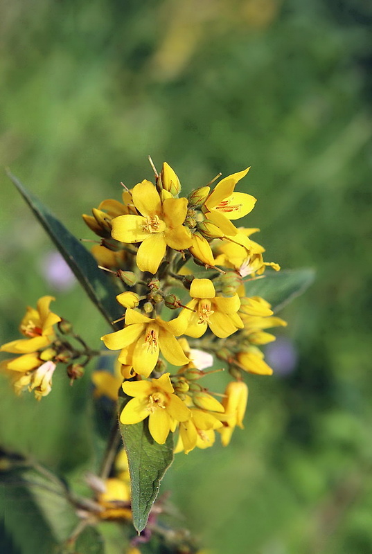 čerkáč obyčajný Lysimachia vulgaris L.