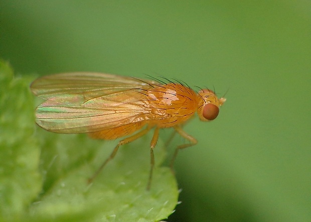 tieňovka Meiosimysa laeta