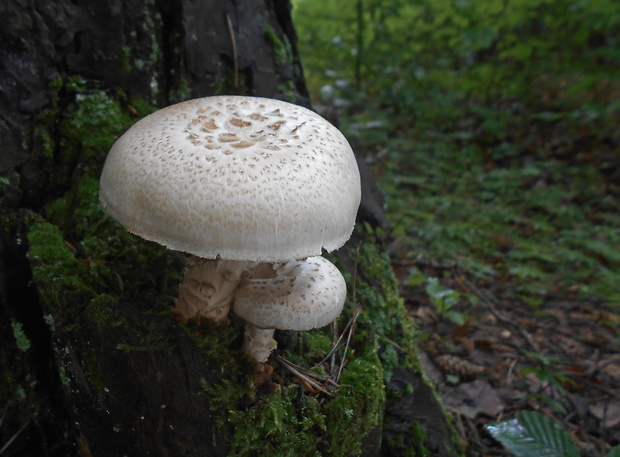 húževnatec šupinatý Neolentinus lepideus (Fr.) Redhead & Ginns