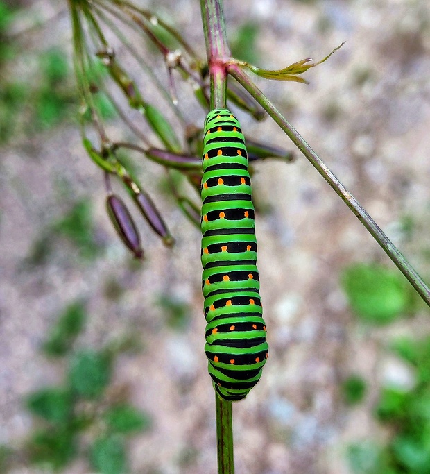 vidlohvost feniklový Papilio machaon