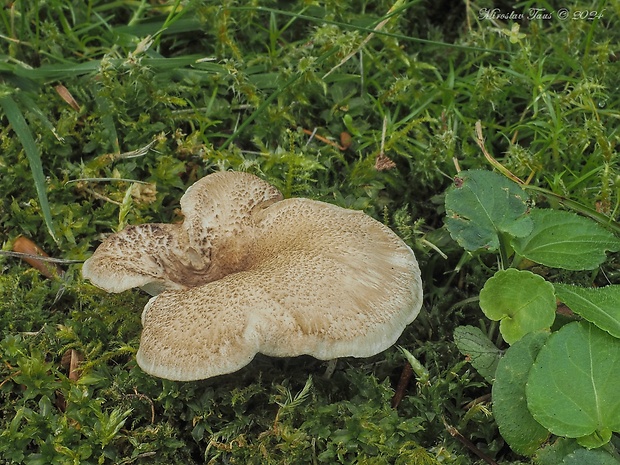 trúdnik čiernohlúbikový Picipes melanopus (Pers.) Zmitr. & Kovalenko