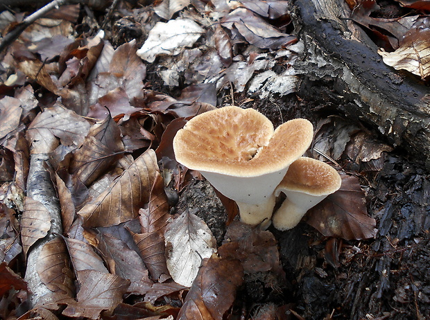 trúdnik hľuzovitý Polyporus tuberaster (Jacq. ex Pers.) Fr.