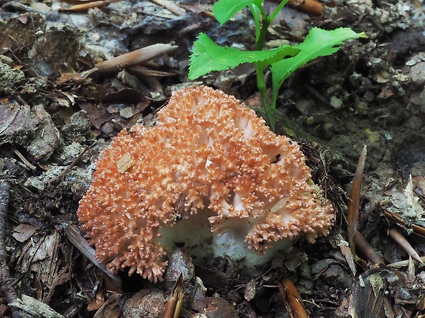 strapačka koralovitá Ramaria botrytis (Pers.) Ricken