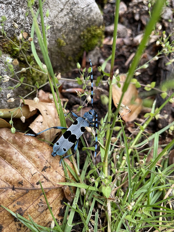 fuzač alpsky Rosalia alpina