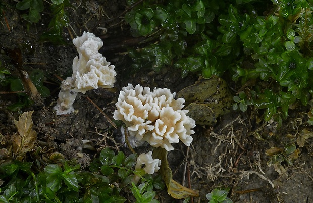 Tremellodendropsis tuberosa (Grev.) D.A. Crawford