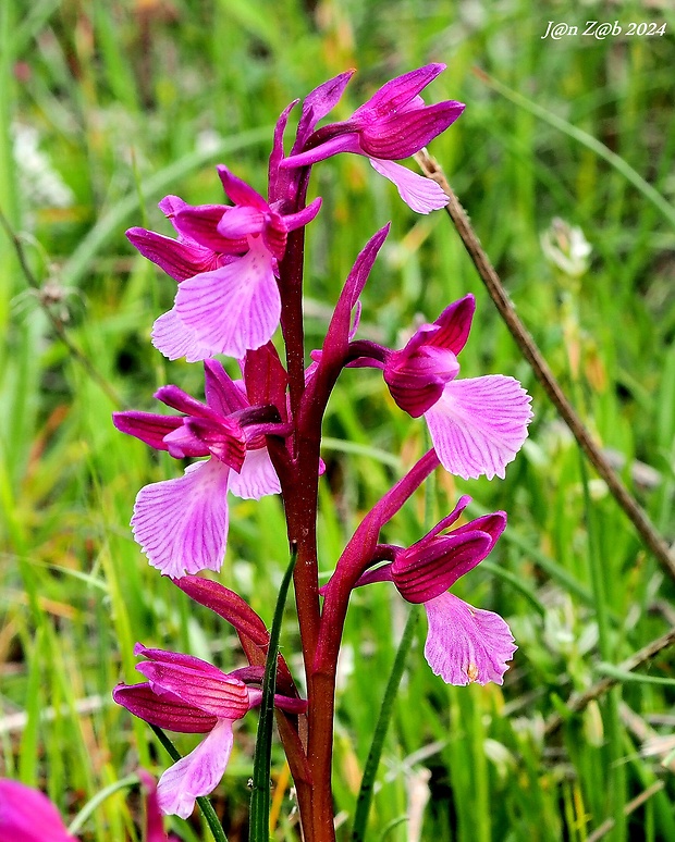 červenohlav Anacamptis x gennari (Rchb. F.) H. Kretz., Eccarius & H. Dietr.