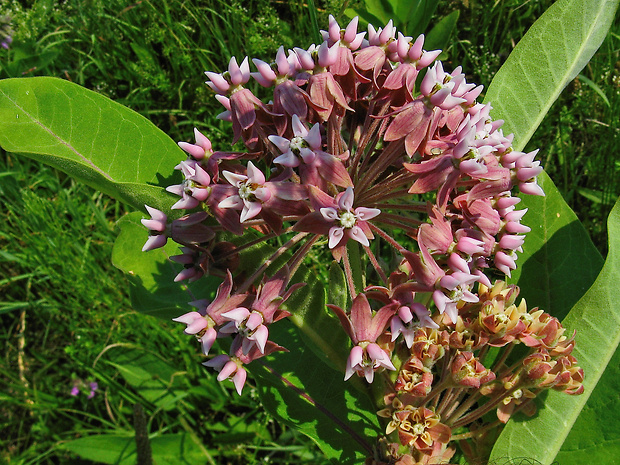 glejovka americká Asclepias syriaca L.