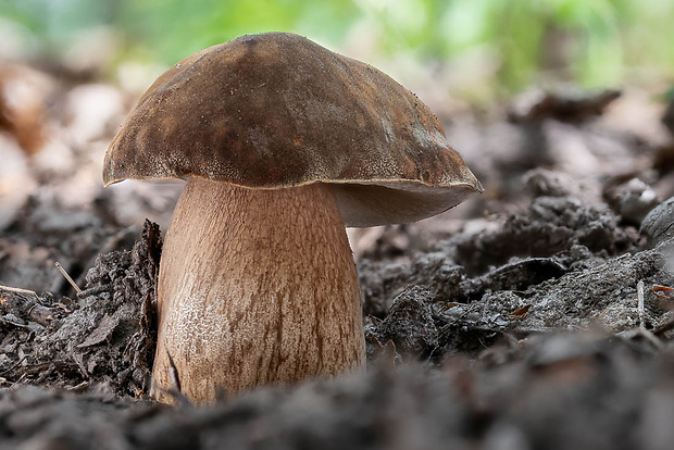 hríb bronzový Boletus aereus Bull. ex Fr.