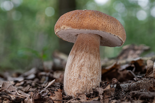 hríb smrekový Boletus edulis Bull.