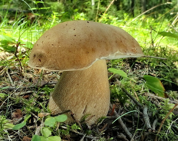 hríb dubový Boletus reticulatus Schaeff.