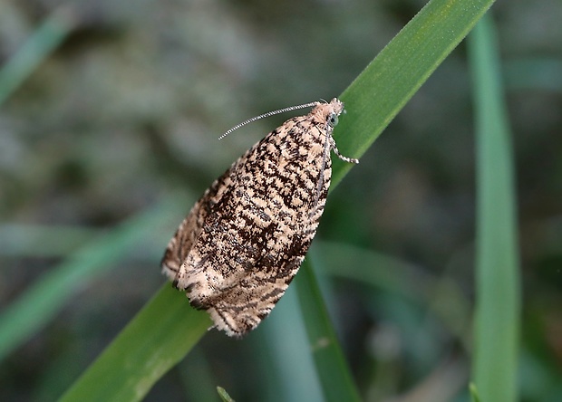 obaľovač kalužinový Celypha lacunana