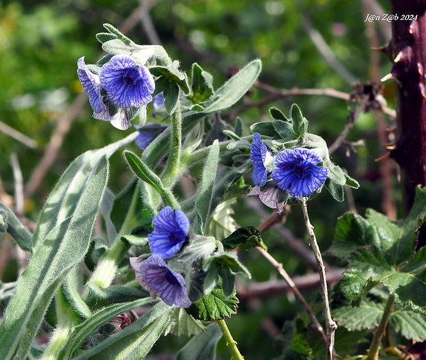 psojazyk krétsky Cynoglossum creticum Miller