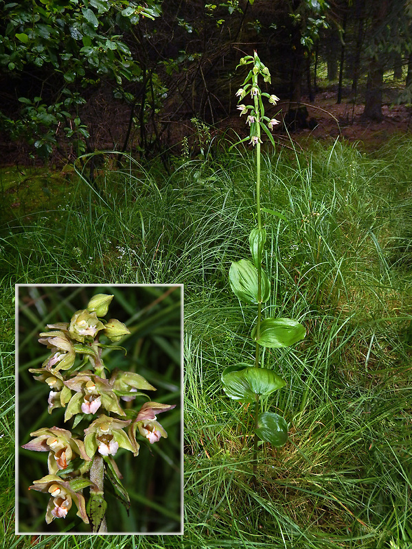 kruštík širokolistý oddialený Epipactis helleborine subsp. orbicularis (K. Richter) E. Klien