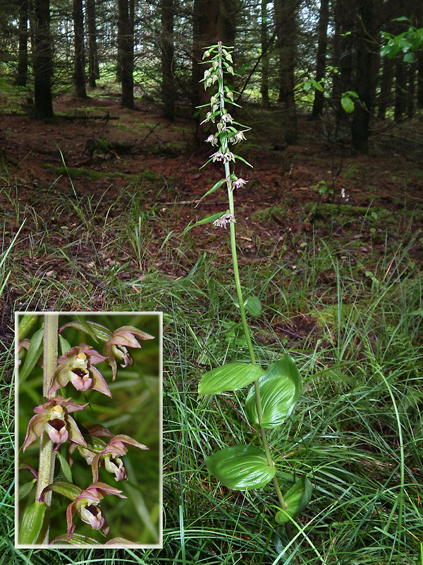 kruštík širokolistý oddialený Epipactis helleborine subsp. orbicularis (K. Richter) E. Klien