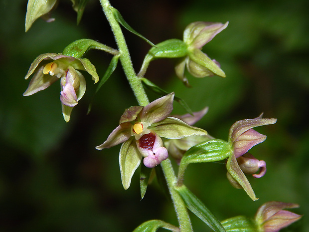 kruštík leuteho Epipactis leutei