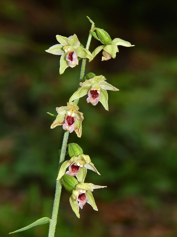 kruštík rožkatý Epipactis muelleri Godfery